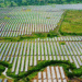 Maruti Suzuki Hits Green Milestone With Record Rail Dispatches, Solar Energy Expansion